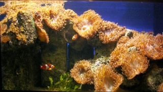 Simbiosis de peces payaso